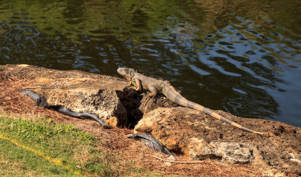 istock Green iguana, scientifically called Iguana iguana 901041502