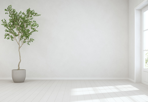Planta de interior en el piso de madera con fondo de pared de concreto blanco vacías, árbol junto a la puerta en la luminosa sala de estar de Casa Escandinava moderna photo