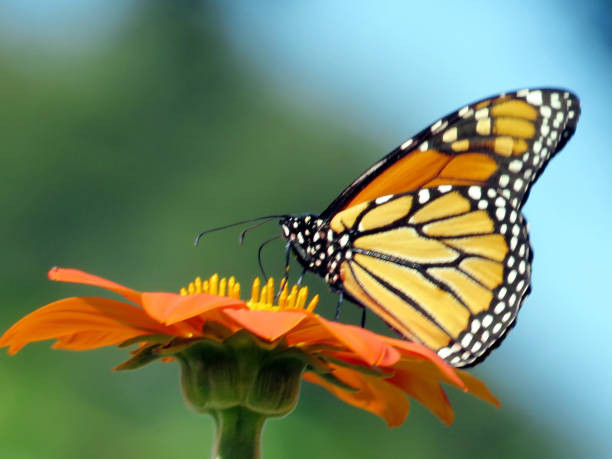 istock Toronto High Park Monarch on a Mexican Sunflower 2016 901048852