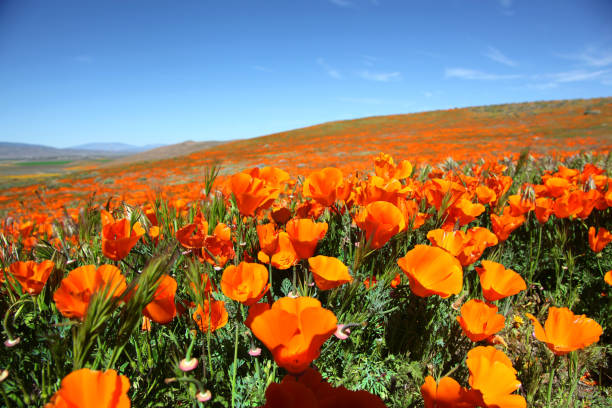 Super Bloom of Orange California Poppies Vibrant orange super bloom hillside of California Poppies in the Antelope Valley california golden poppy stock pictures, royalty-free photos & images