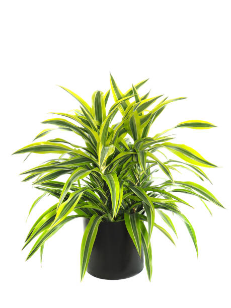 istock Potted Dracaena Warneckii Varigate, Lemon Lime, Isolated on White 901050020