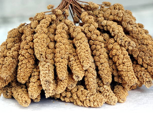 istock Bundle of Dried Millet Heads 901050432