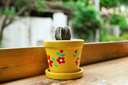 Colorful pot with cactus on a wooden table in a cafe.