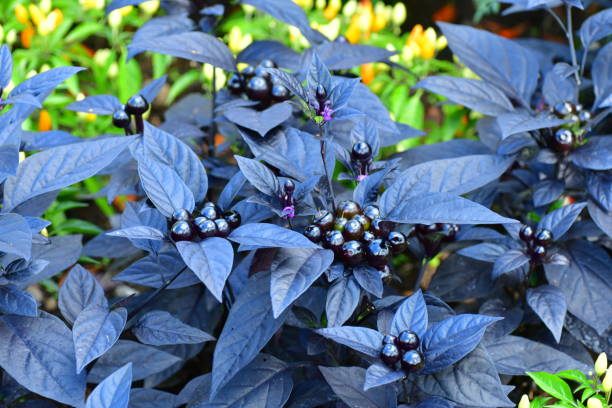 istock Capsicum annuum Black Pearl’ : Flower, Fruit and Leaf 901060756