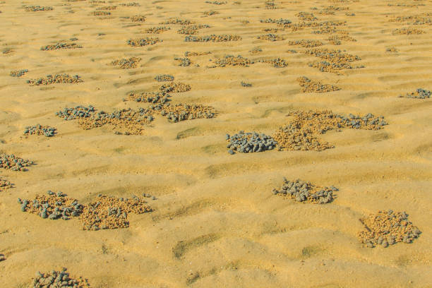 istock Exotic and beautiful wave pattern on the sand in the beach after sea water receded. 901067544