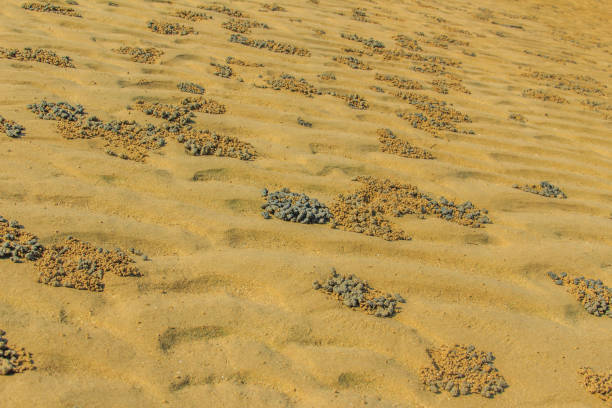 istock Exotic and beautiful wave pattern on the sand in the beach after sea water receded. 901067802