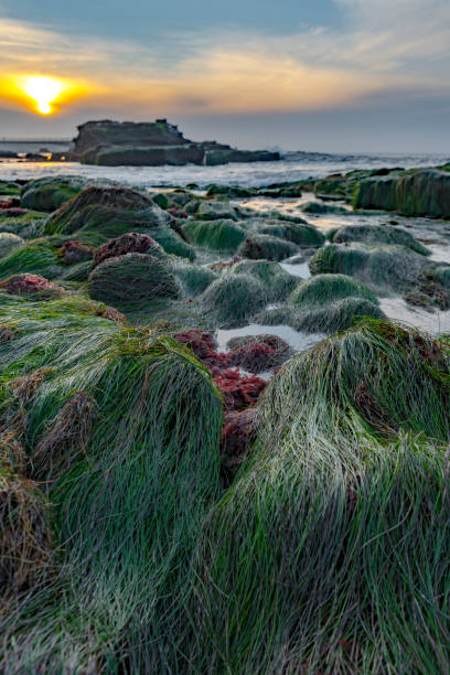 Plant at low tide water at La Jolla . San Diego . California