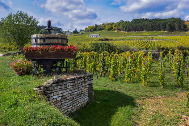 istock France Burgundy Volnay 901074210