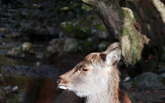 Closeup the head of deer in the sunlight at the park in Nara, Japan. The park is home to hundreds of freely roaming deer.