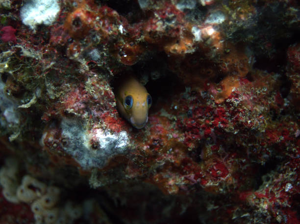 рыба прячется в пещере в сабанге, индонезия - sabang стоковые фото и изображения