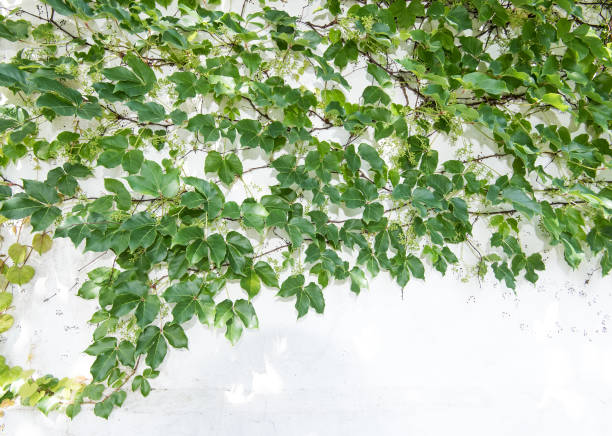 istock ivy leaves isolated on white 901078226