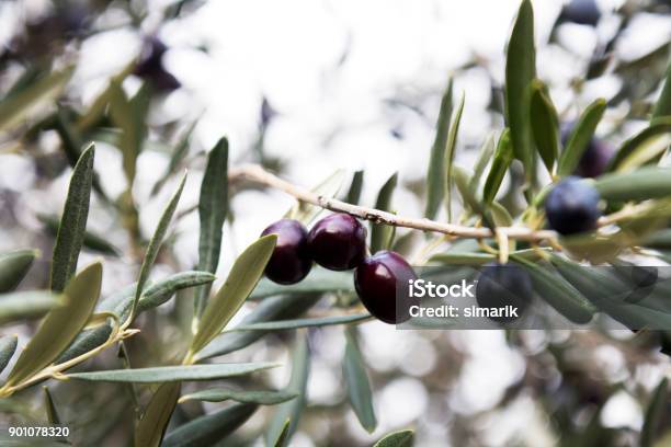 Foto de Olive Branch e mais fotos de stock de Oliveira - Oliveira, Azeitona, Ramo - parte de uma planta