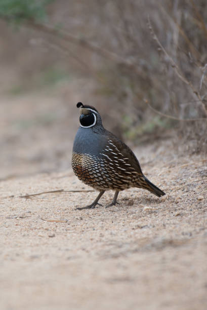 istock Male California Quail Standing on Sandy Trail 901078430