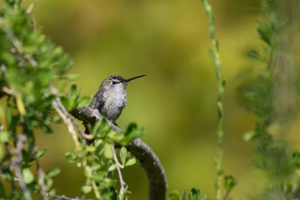 istock Anna's Hummingbird Perched on Tree Branch Against Green Background 901079398