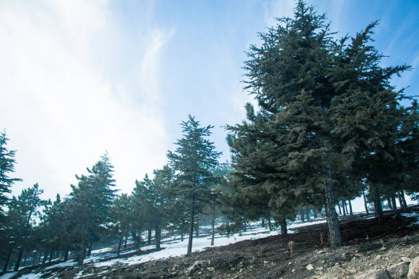 A view from the winter season