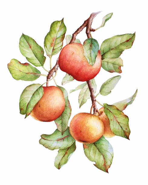 illustrations, cliparts, dessins animés et icônes de branche d’arbre de pommes avec feuilles vertes et aux pommes - apple apple tree branch fruit