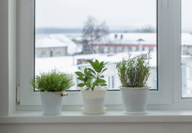 istock green plants on the windowsill in winter 901083536