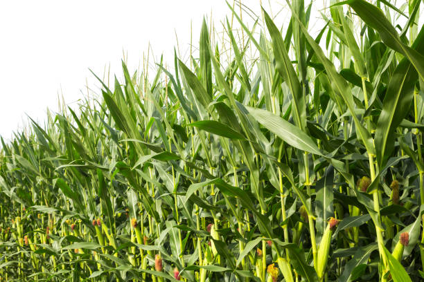 istock The corn in the field isolated on white background 901083580