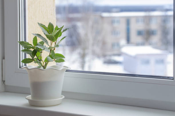 istock green plants on the windowsill in winter 901083606