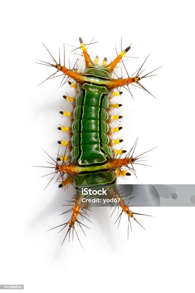 Image Of Stinging Nettle Slug Caterpillar Green Marauder On A White  Background Insect Worm Animal Stock Photo - Download Image Now - iStock