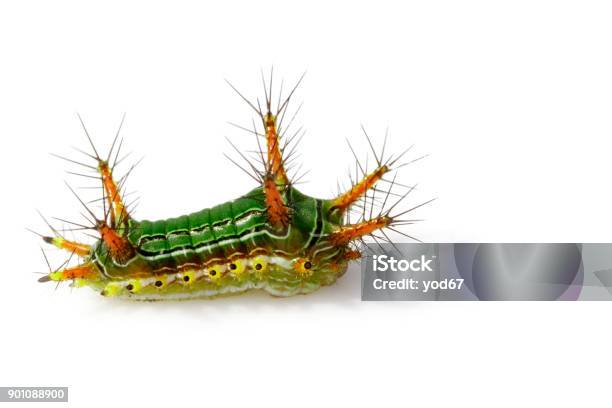 Hình Ảnh Của Stinging Nettle Slug Caterpillar Green Marauder Trên Nền Trắng  Côn Trùng Trùn Con Vật Hình ảnh Sẵn có - Tải xuống Hình ảnh Ngay bây giờ -  iStock