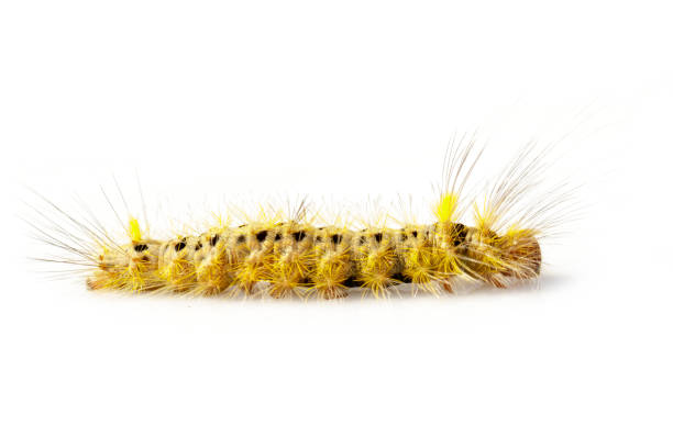 istock Image of Hairy caterpillar on a white background. Insect. Worm. Animal. 901088986