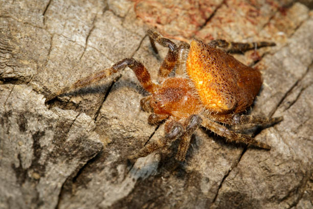 istock Image of Cyrtophora exanthematica Doleschall, 1859 Double Tailed Tent Spider(Cyrtophorinae, Araneomorphae) on tree. Insect. Animal. 901089070