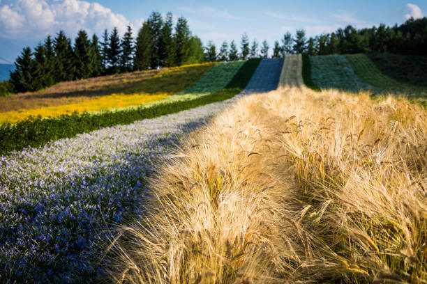 istock Flower Field of Colors 901092488