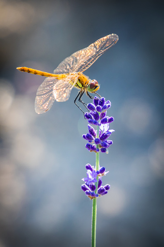 A light green and rusty orange Sympetrum dragonfly perches on deep purple lavender buds in Hokkaido, Japan