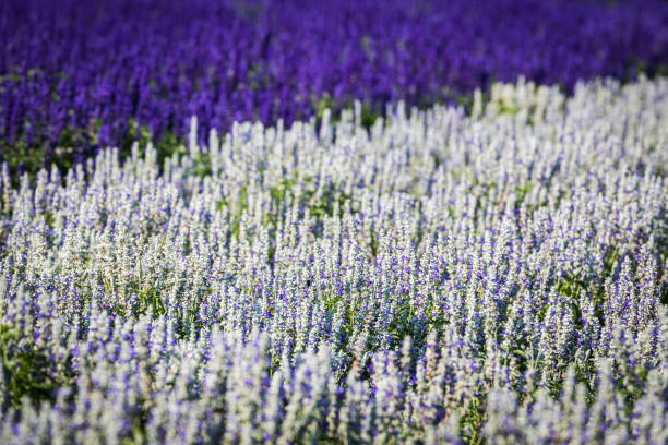 Field of solid mealycup sage (Salvia farinacea) flowers, white and purple, in the afternoon sun