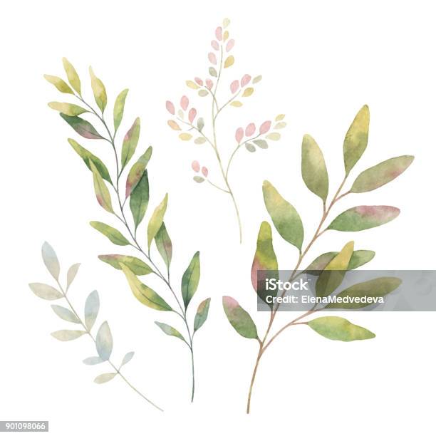 Hand Drawn Vector Watercolor Set Green Branches Stock Illustration - Download Image Now - Watercolor Painting, Flower, Leaf