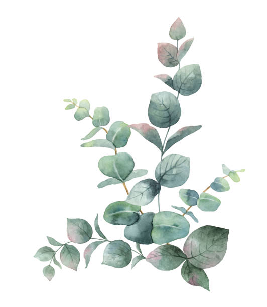 ilustraciones, imágenes clip art, dibujos animados e iconos de stock de ramo de vector acuarela con eucaliptos verdes hojas y ramas. - éter