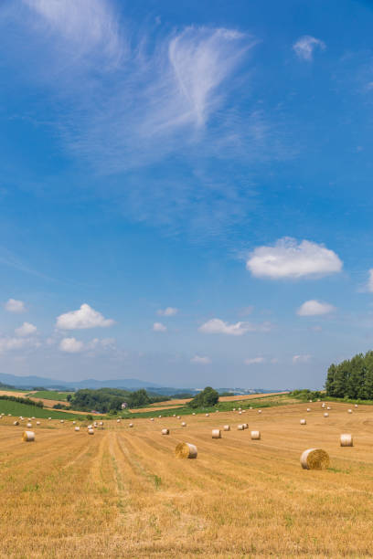istock Hokkaido Hay Harvest 901101700