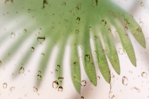 palm leaf behind the glass background
