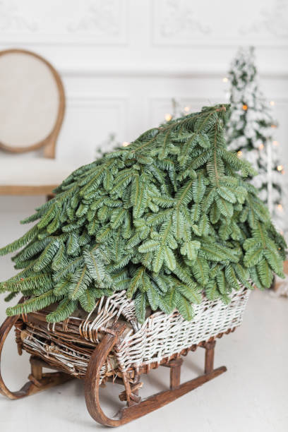 istock woven from willow wooden sled with Christmas Tree on a white wall background. copy space 901106108