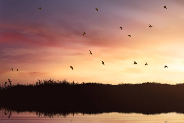 istock Silhouette of birds flock flying 901107768