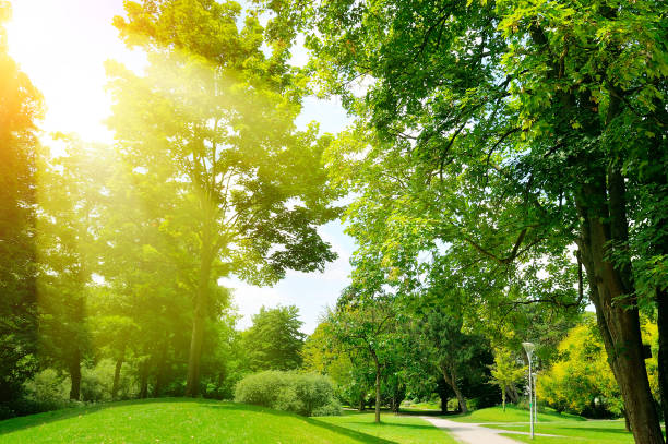 istock Bright sunny day in park. The sun rays illuminate green grass and trees. 901109672