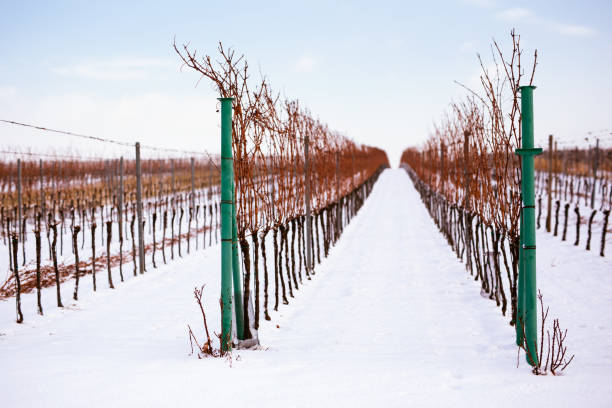 istock Rows of winter vineyards in Czech Republic 901110484