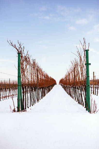 istock Winter vineyards in southern Moravia 901110512