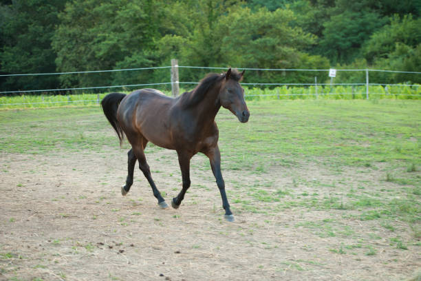 istock Young horse running around on the field 901110560