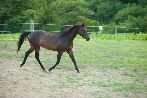 istock Young horse running around on the field 901110578