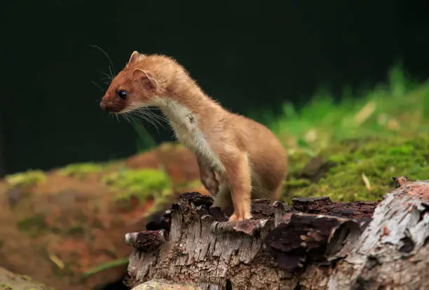 The stoat, also known as the short-tailed weasel, is a mammal of the genus Mustela of the family Mustelidae native to Eurasia and North America, distinguished from the least weasel by its larger size and longer tail with a prominent black tip.