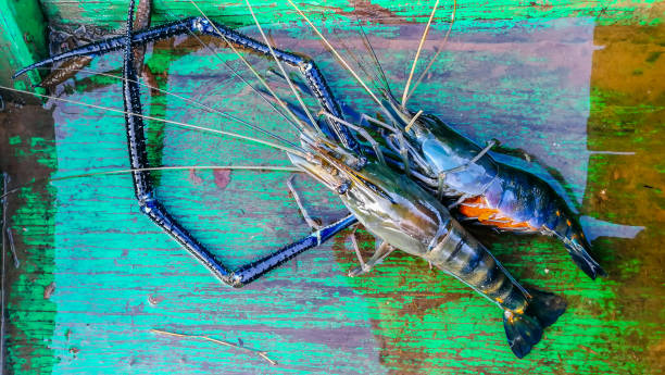 tier, kochen, krustentier, lebensmittel, frische - prepared shrimp prawn large grilled stock-fotos und bilder