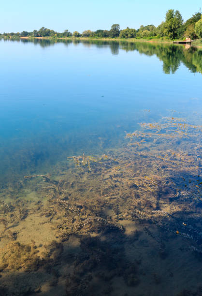 istock Summer lake calm rushy shore. 901124820