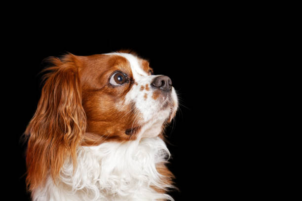 istock Young dog King Charles Spaniel attentive looks away 901126712
