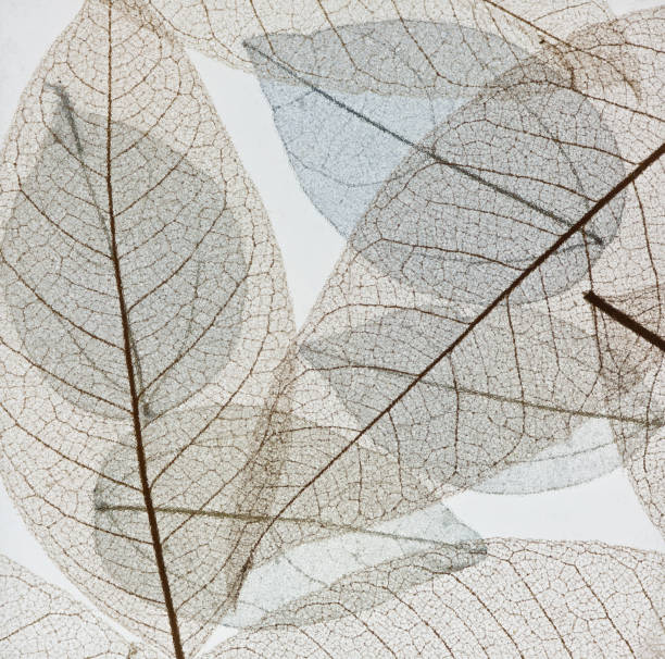 istock transparent blue leaves on white isolated background 901129876