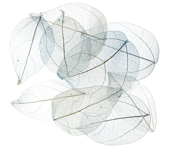 istock transparent blue leaves on white isolated background 901130472