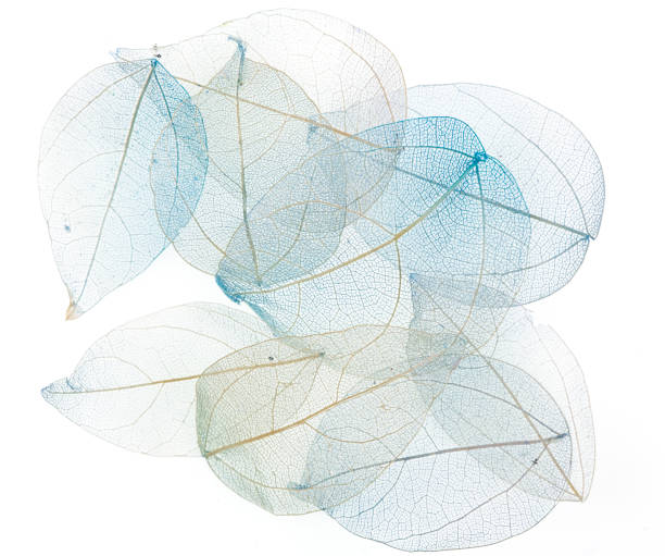 istock transparent blue leaves on white isolated background 901130576