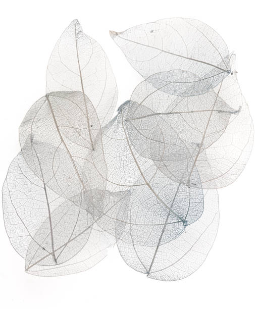istock transparent blue leaves on white isolated background 901131000