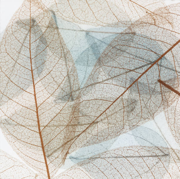 istock transparent blue leaves on white isolated background 901133560